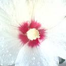 31936114c
