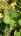 user_image