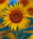 user_image