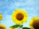 user_image