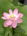 user_image