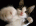 user_image