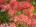 user_image