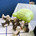 user_image