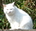user_image