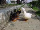 9add26599