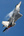 user_image