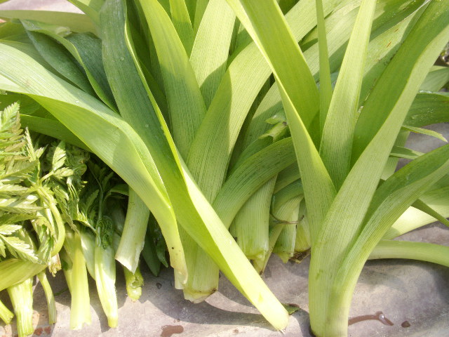 カンゾウ 山菜 ノカンゾウ（ヤブカンゾウ）の採取方法とレシピ