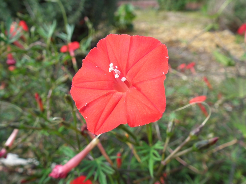 この赤い花の名前を教えてください Rikakusenninさんのブログ 10 11 07 みんかぶ 旧みんなの株式