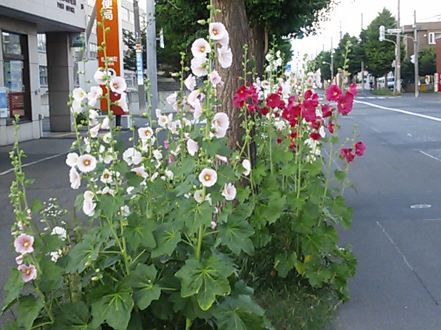今年も咲きました コケコッコー花 Dendenmusiさんのブログ 13 07 13 みんなの株式 みんかぶ