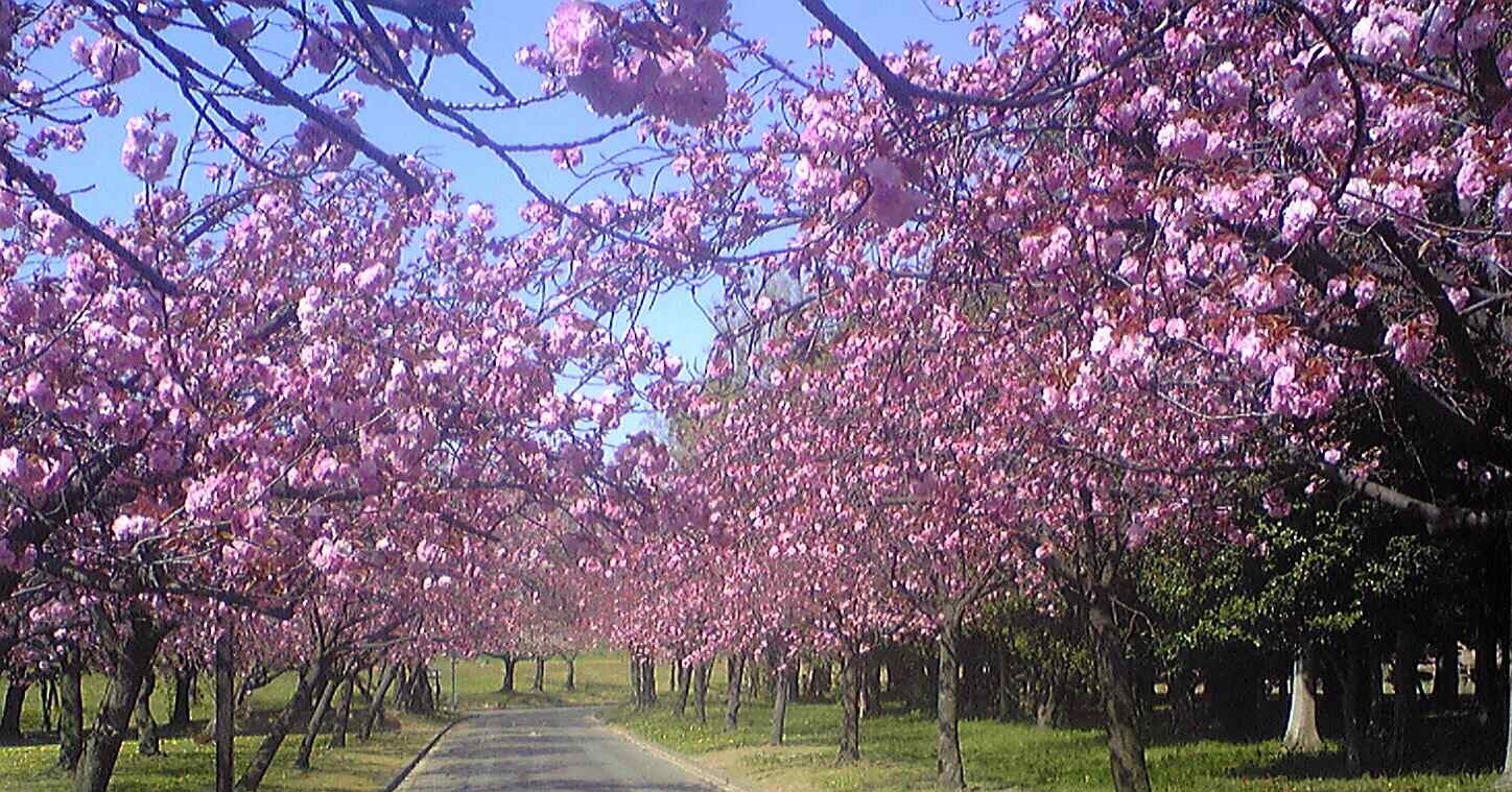 庄内緑地公園の八重桜見頃に Yoc1234さんのブログ 14 04 11 みんなの株式 みんかぶ