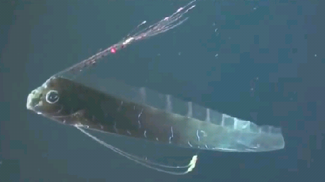 深海生物の世界 Kazuma37さんのブログ 14 09 21 みんかぶ 旧みんなの株式