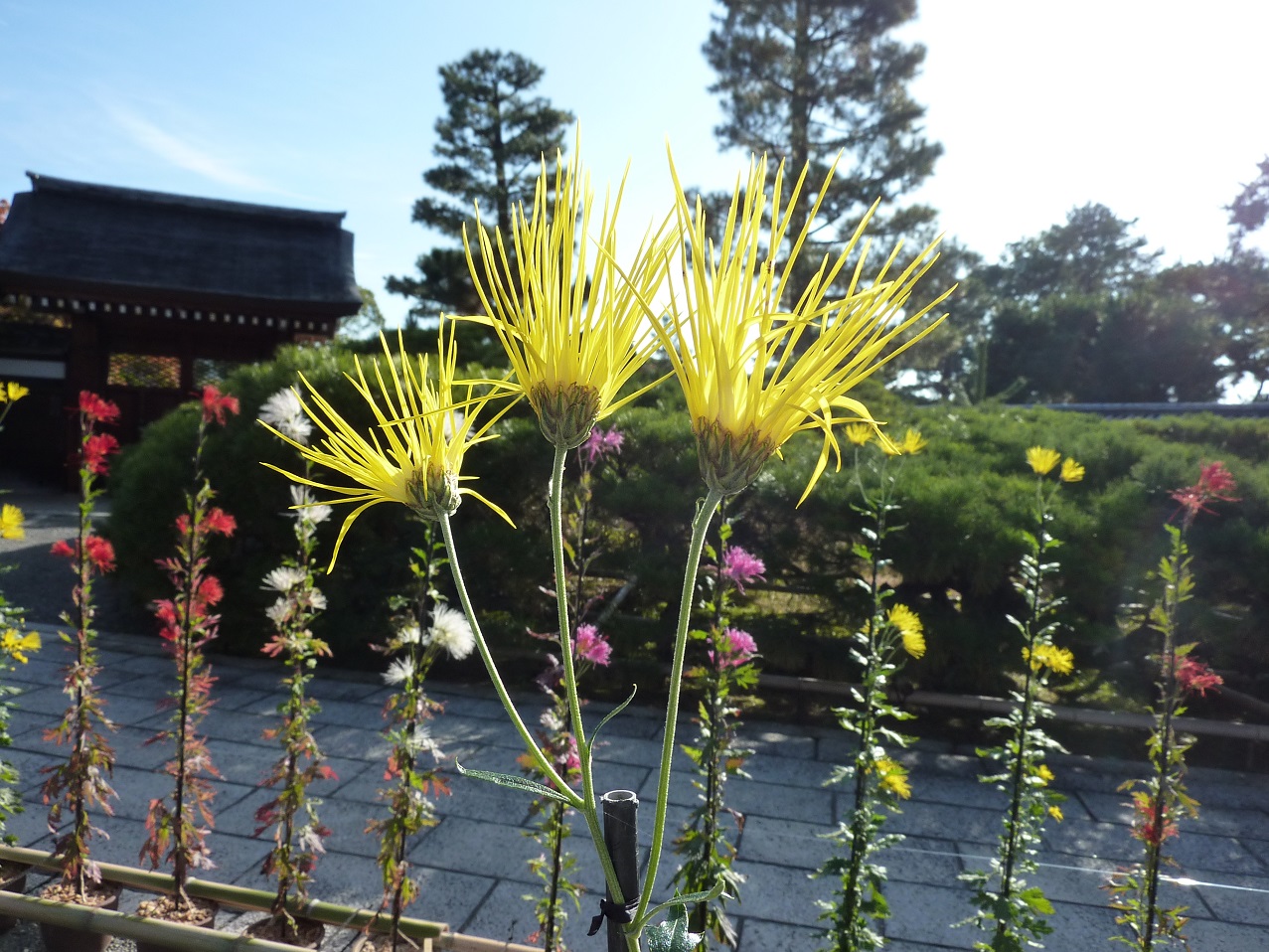 嵯峨菊展 大覚寺 京都市右京区 小督さんのブログ 18 11 18 みんかぶ 旧みんなの株式